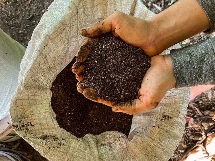 A person is holding a pile of dirt in their hands.