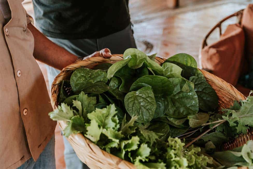 A person is holding a basket of green vegetables.