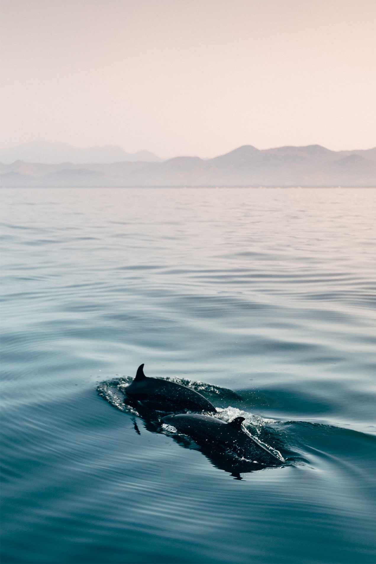 A dolphin is swimming in the ocean with mountains in the background.