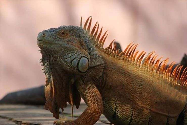 A green and orange iguana is sitting on a wooden table.