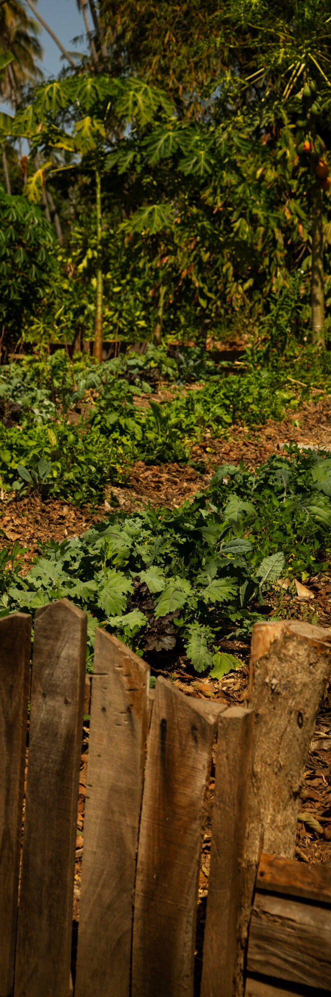 A person is holding a basket of green vegetables.