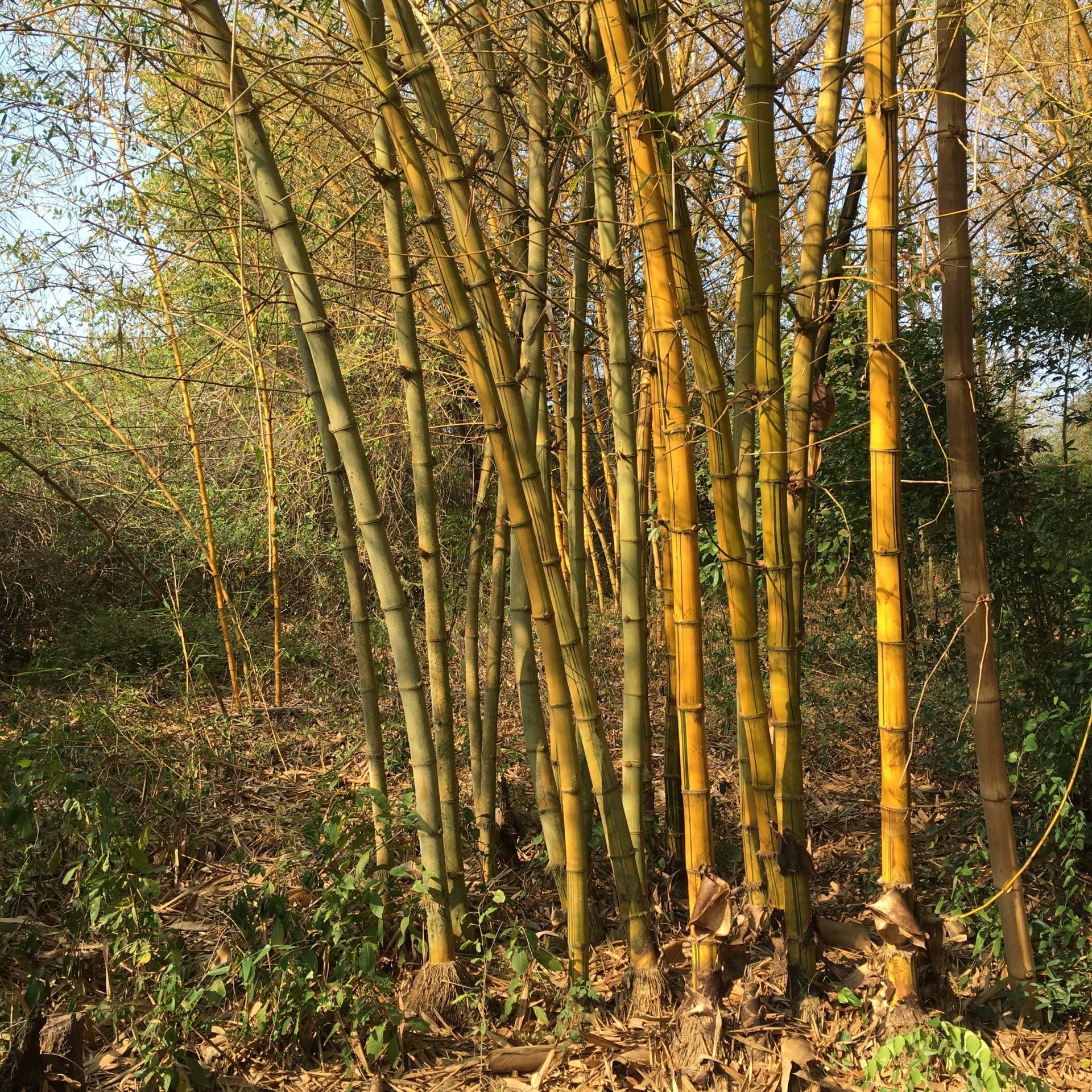 A row of yellow bamboo trees in a forest