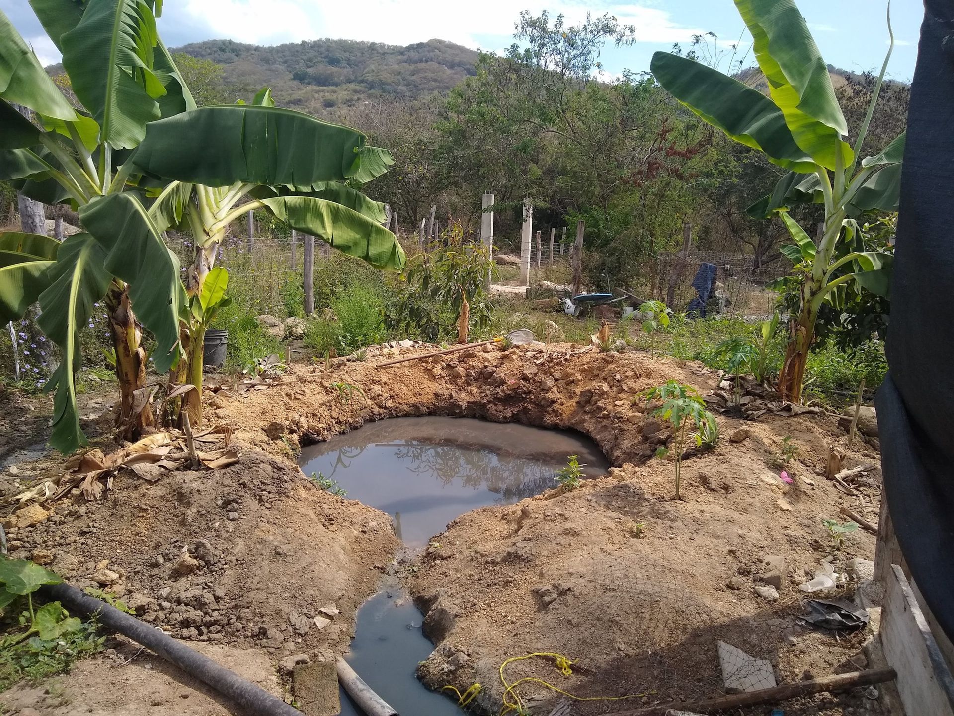 A small pond in the middle of a dirt field with banana trees in the background.