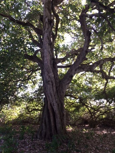 A tree with a lot of branches and leaves