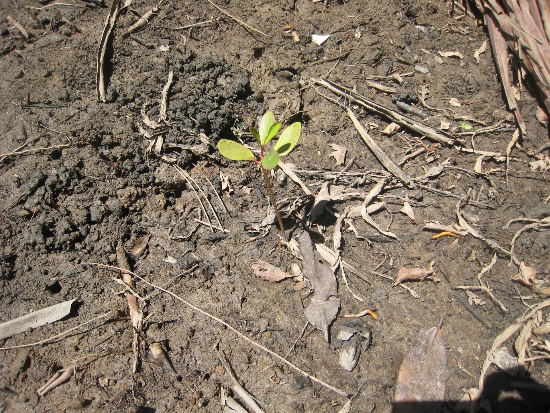 A small plant is growing out of the dirt