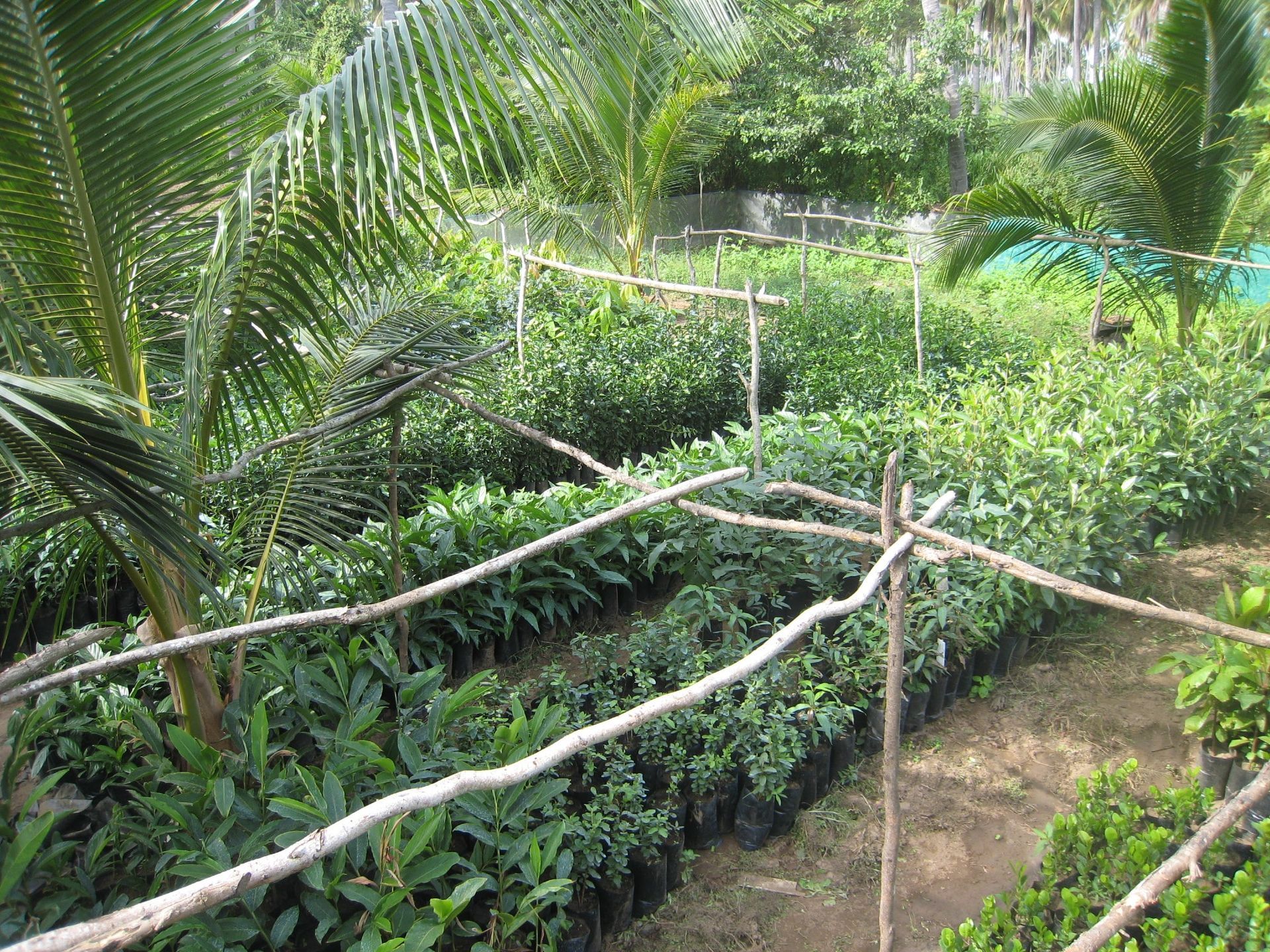A garden filled with lots of plants and trees