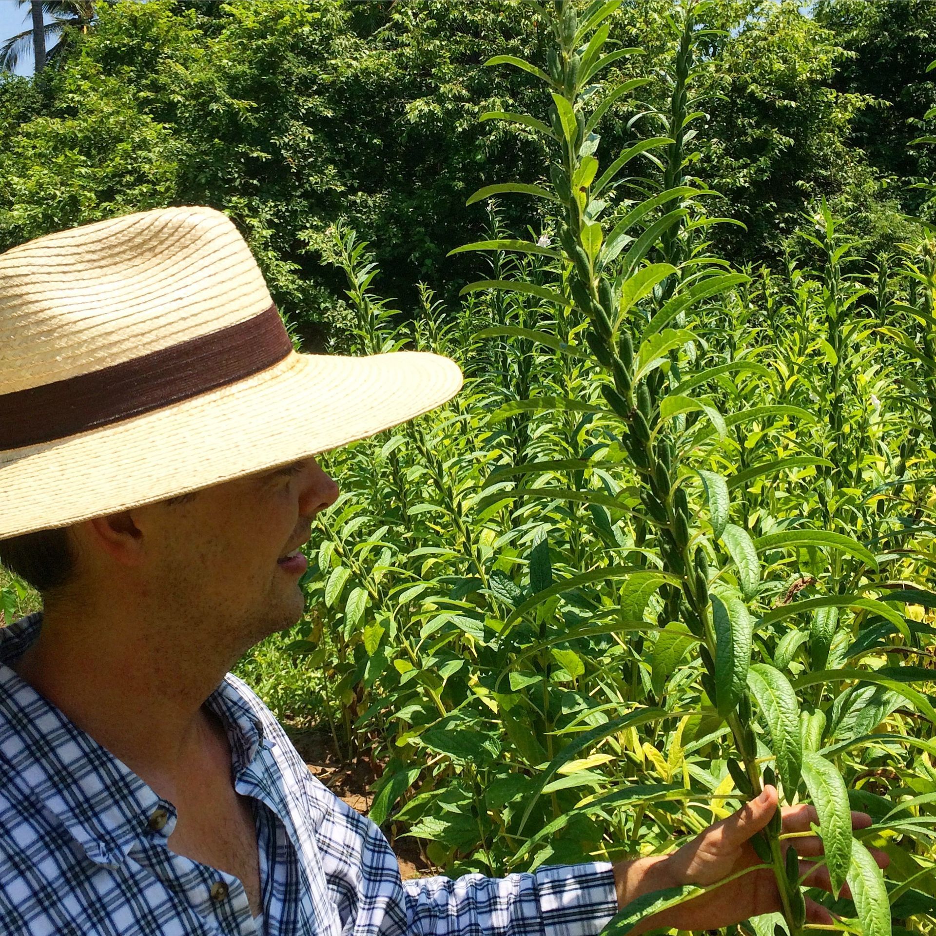 A man wearing a hat is looking at a plant