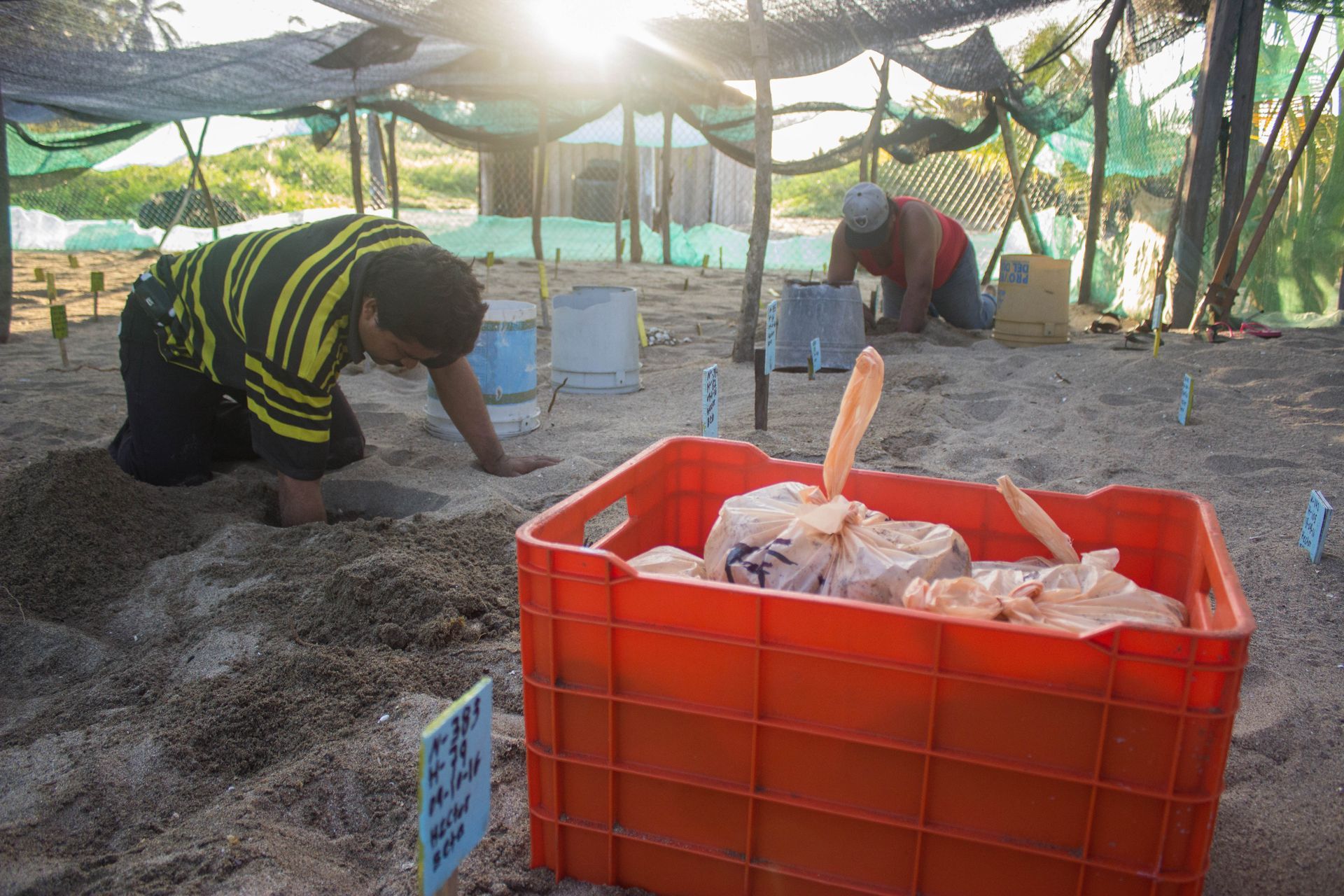 A man in a yellow and black striped shirt is digging in the sand