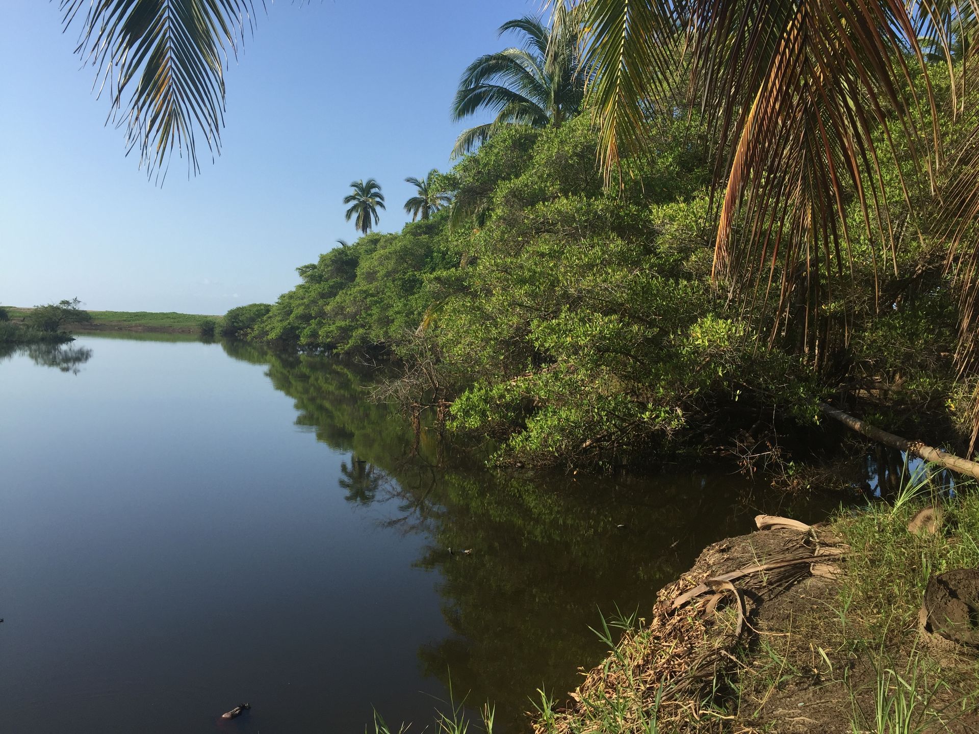A river surrounded by trees and palm trees on a sunny day