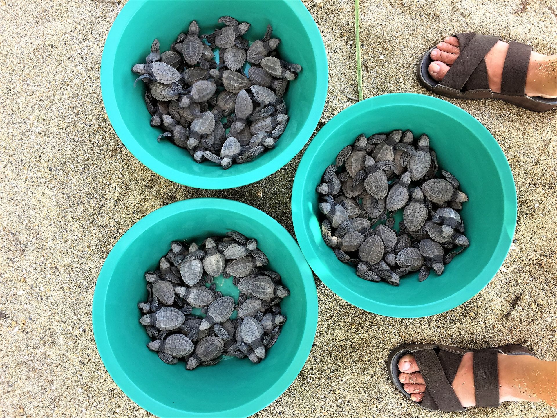 A person is standing next to three bowls filled with rocks.