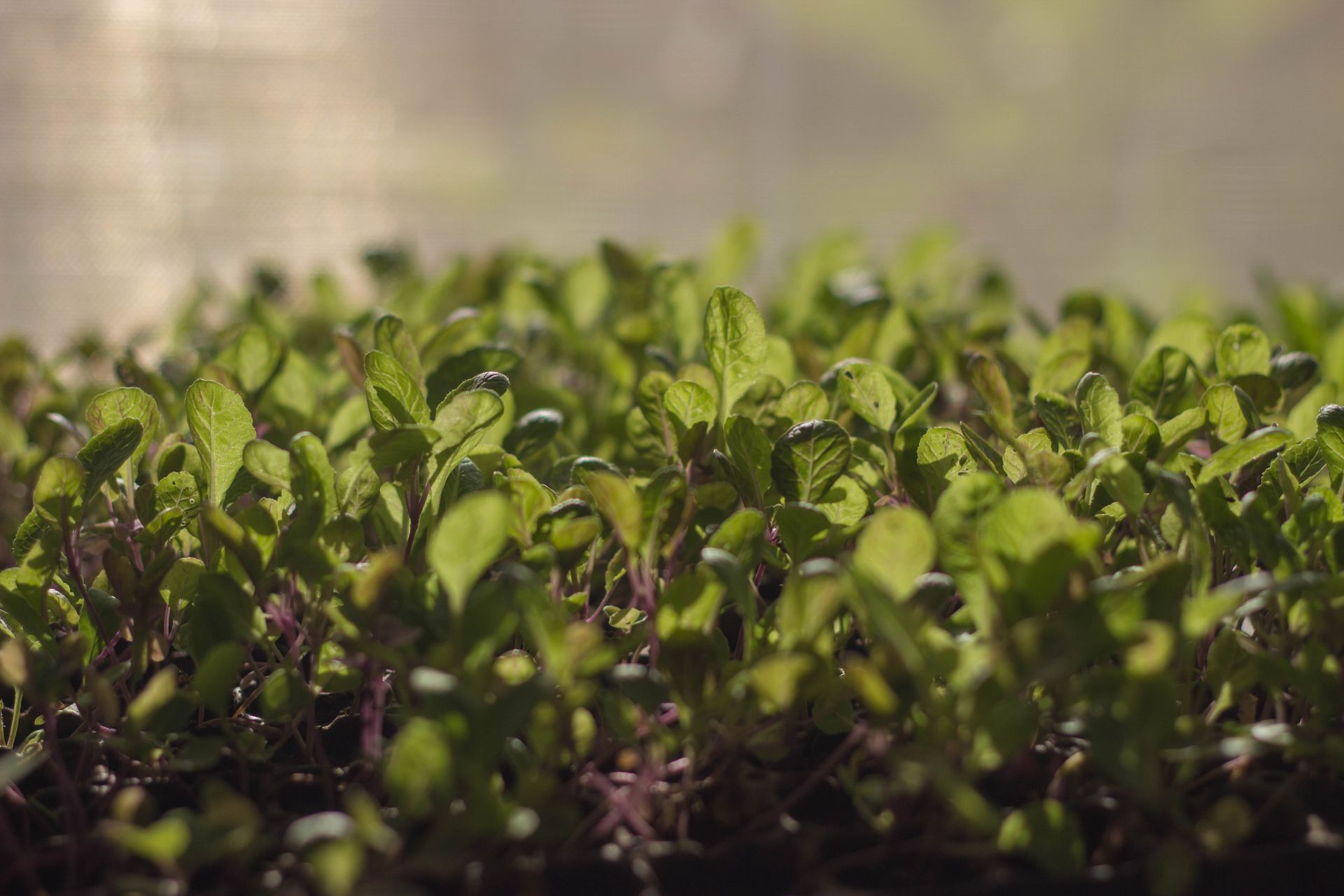 A close up of a field of green plants growing in the sunlight.