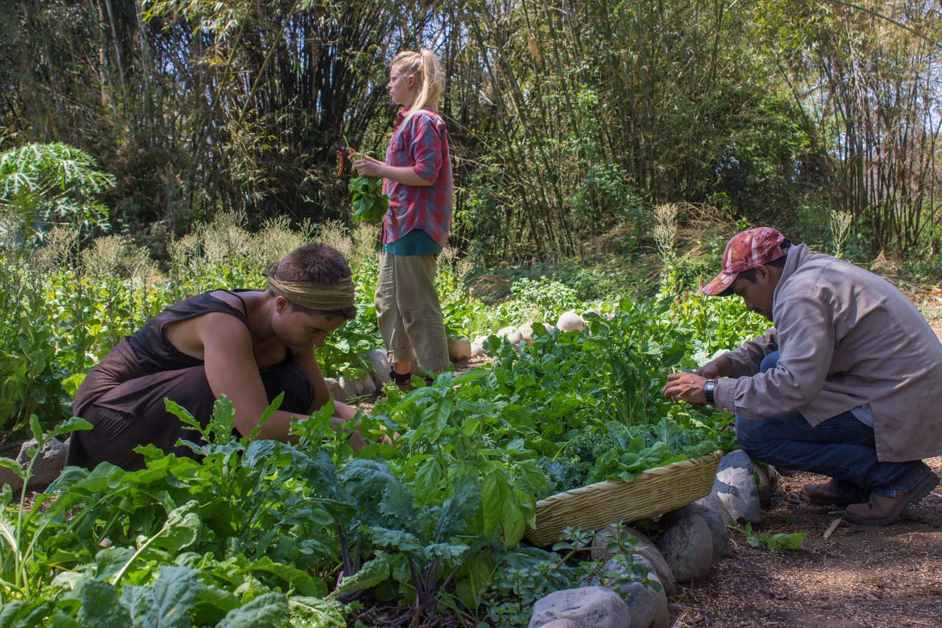 A group of people are picking vegetables in a garden.