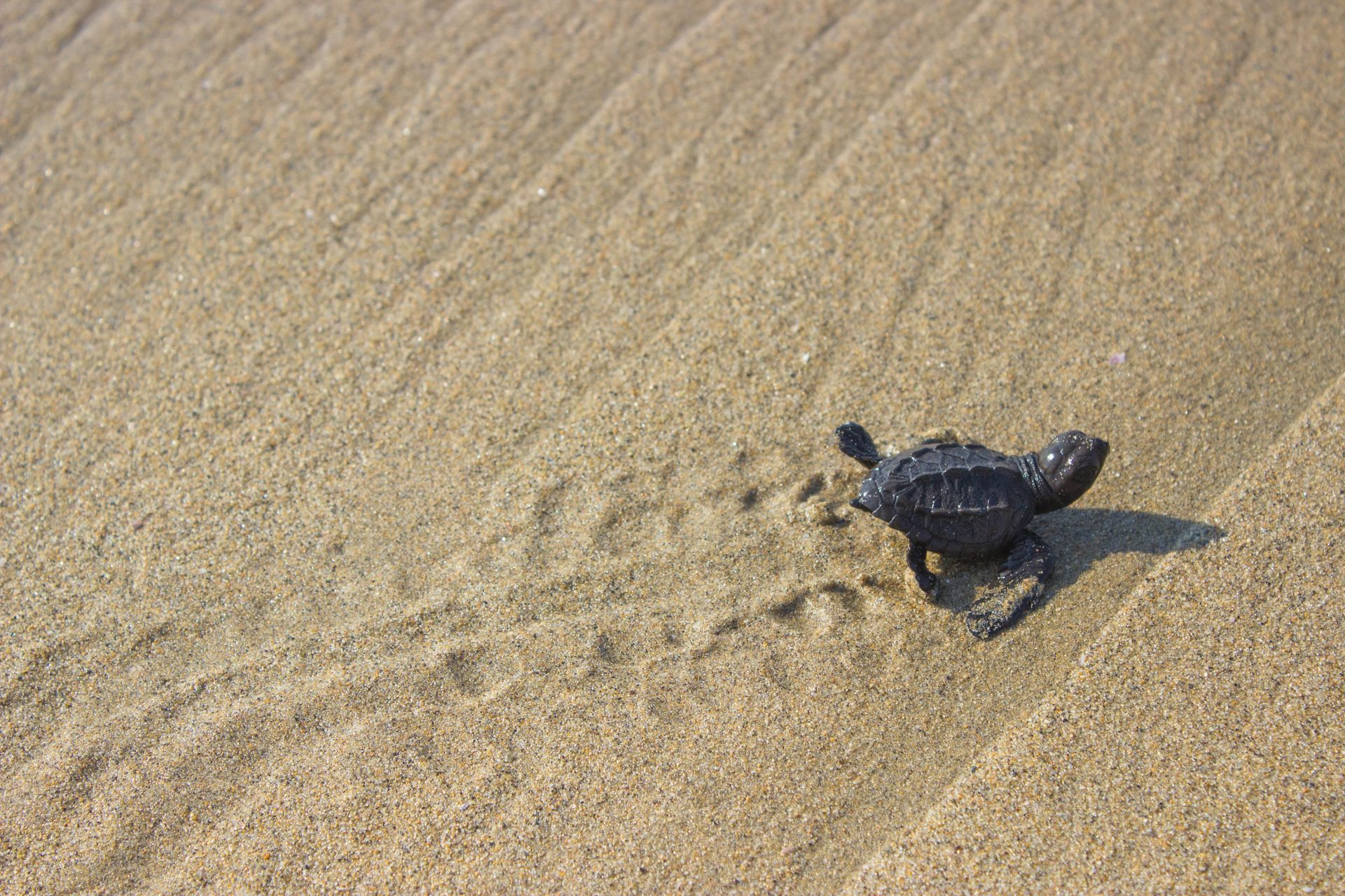 A small turtle is crawling on a sandy beach.