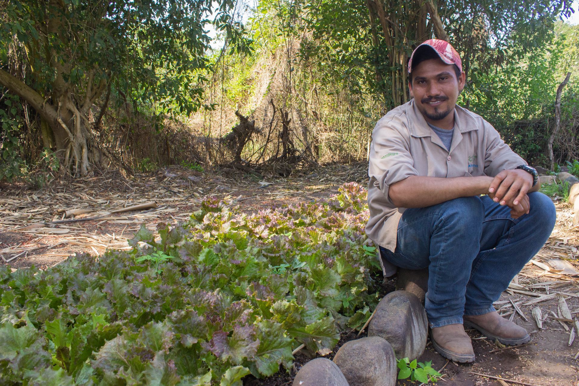 A man is squatting down in front of a pile of lettuce plants.