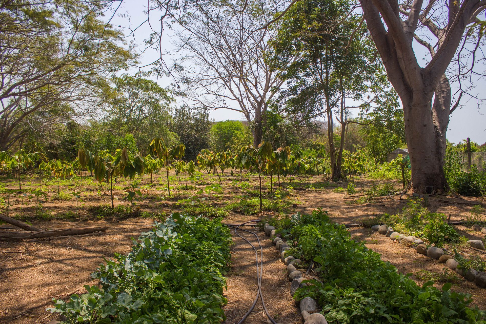 A garden with lots of plants and trees in the background.