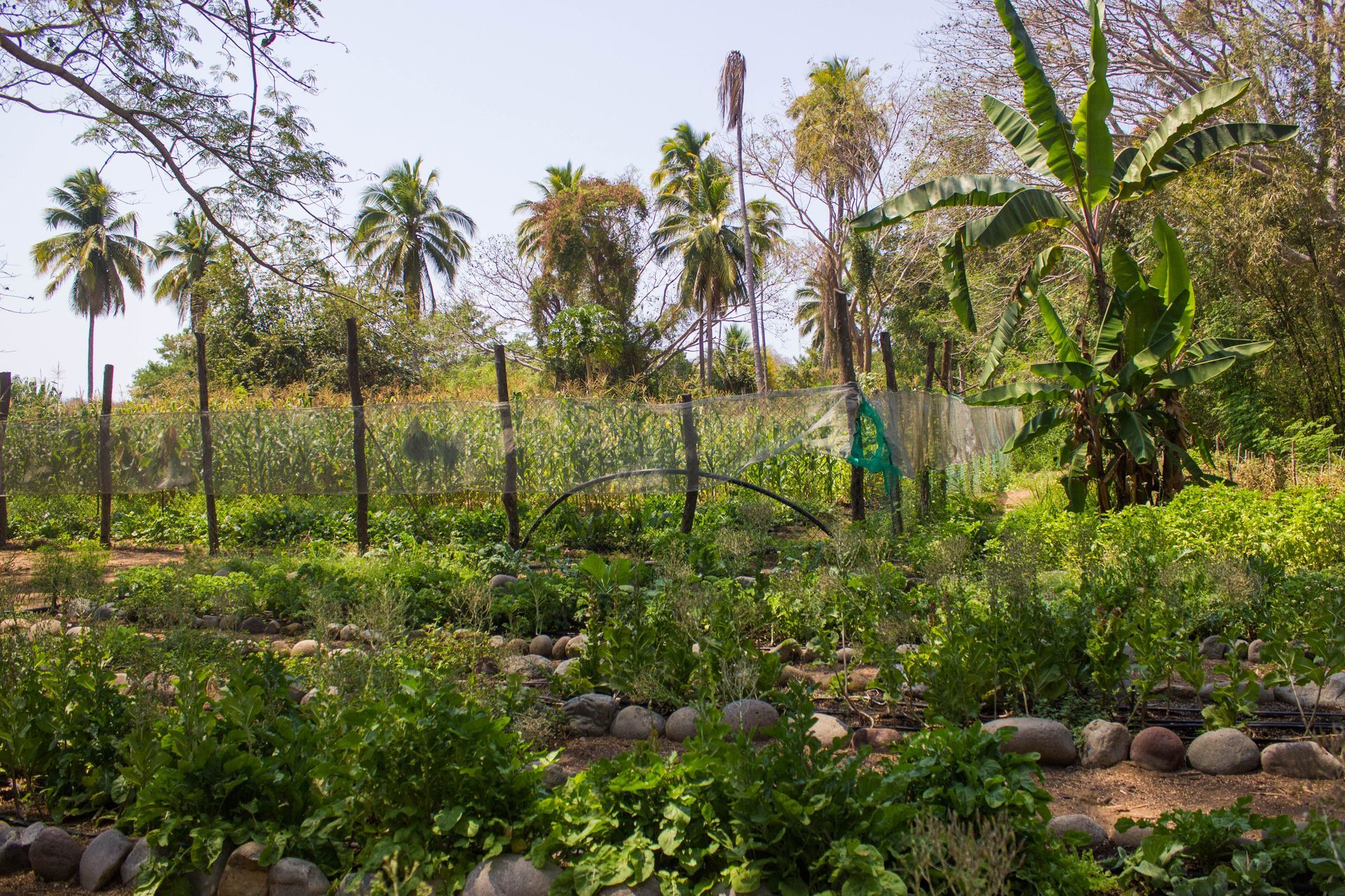 A lush green field filled with lots of plants and trees.