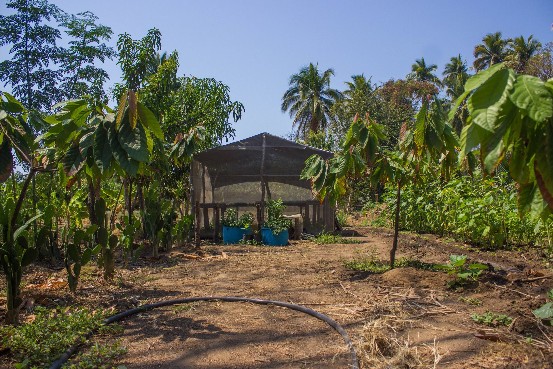 A small house in the middle of a lush green field surrounded by trees.