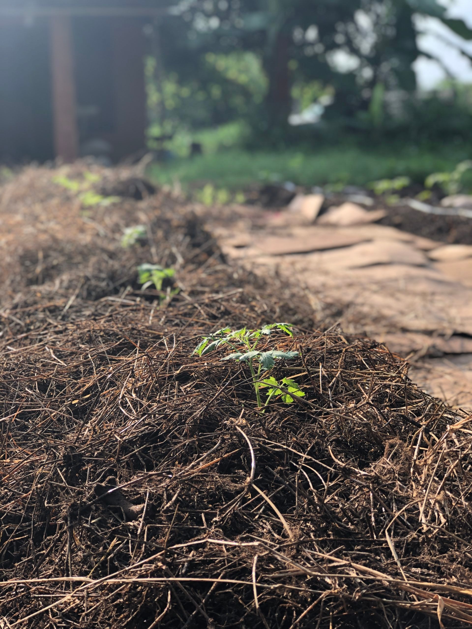 A small plant is growing out of a pile of dirt.