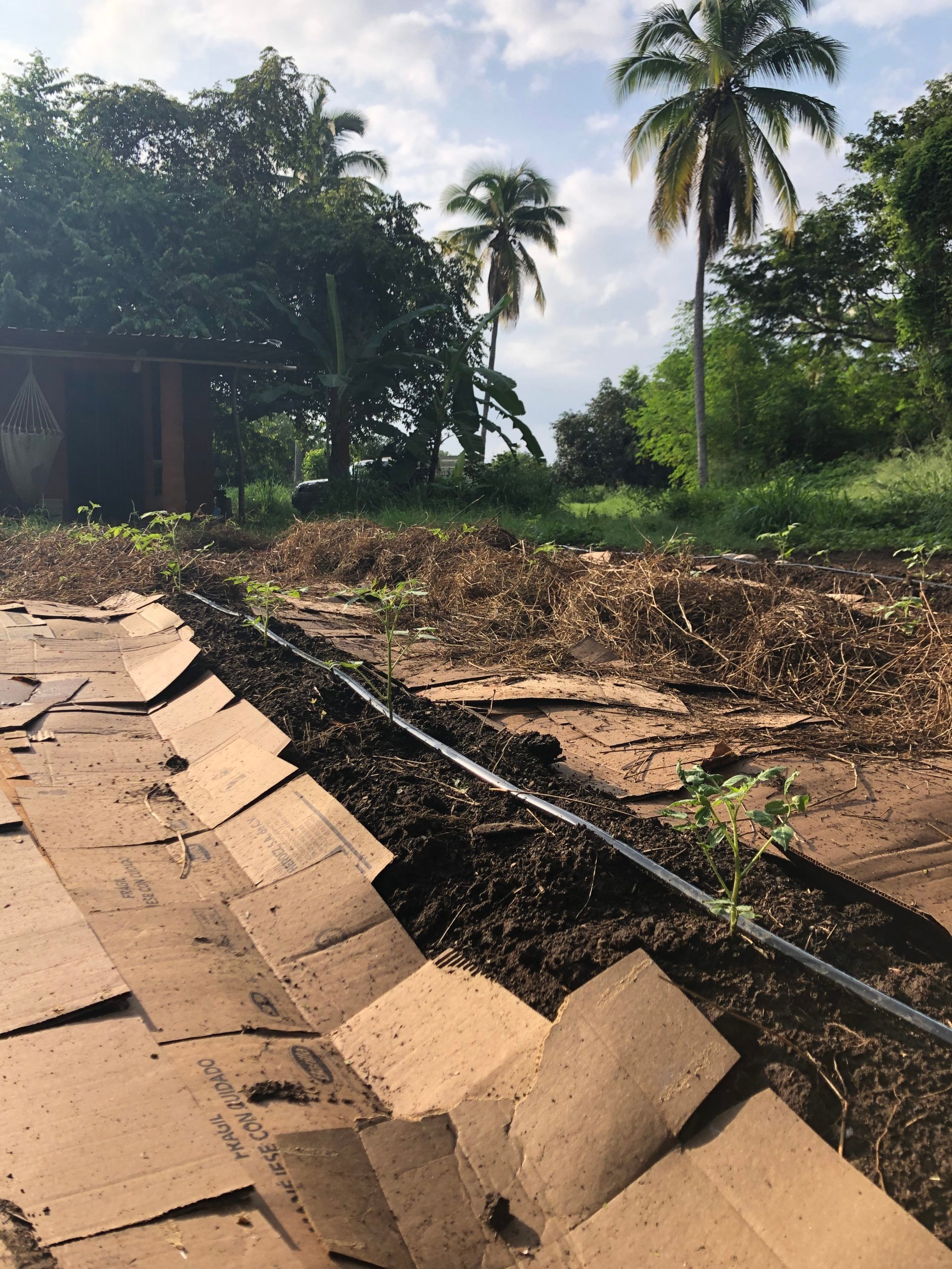 A cardboard box is laying on the ground in a field with palm trees in the background