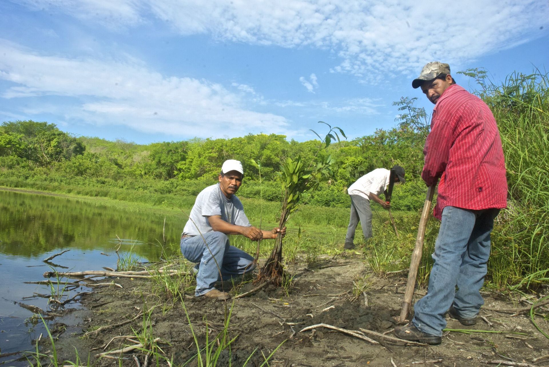 Two men are planting trees in a field near a body of water