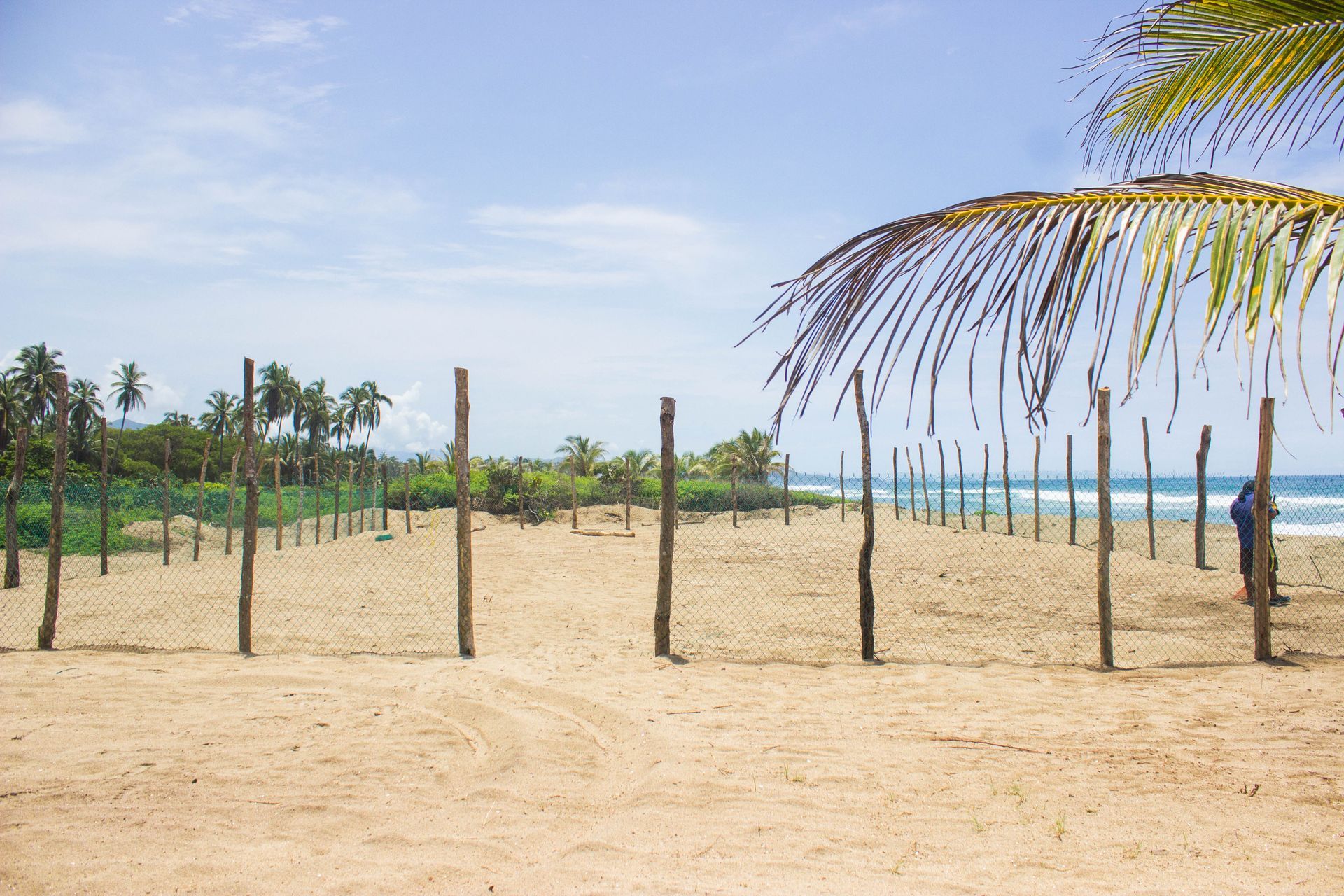 A man is standing on a beach next to a palm tree.