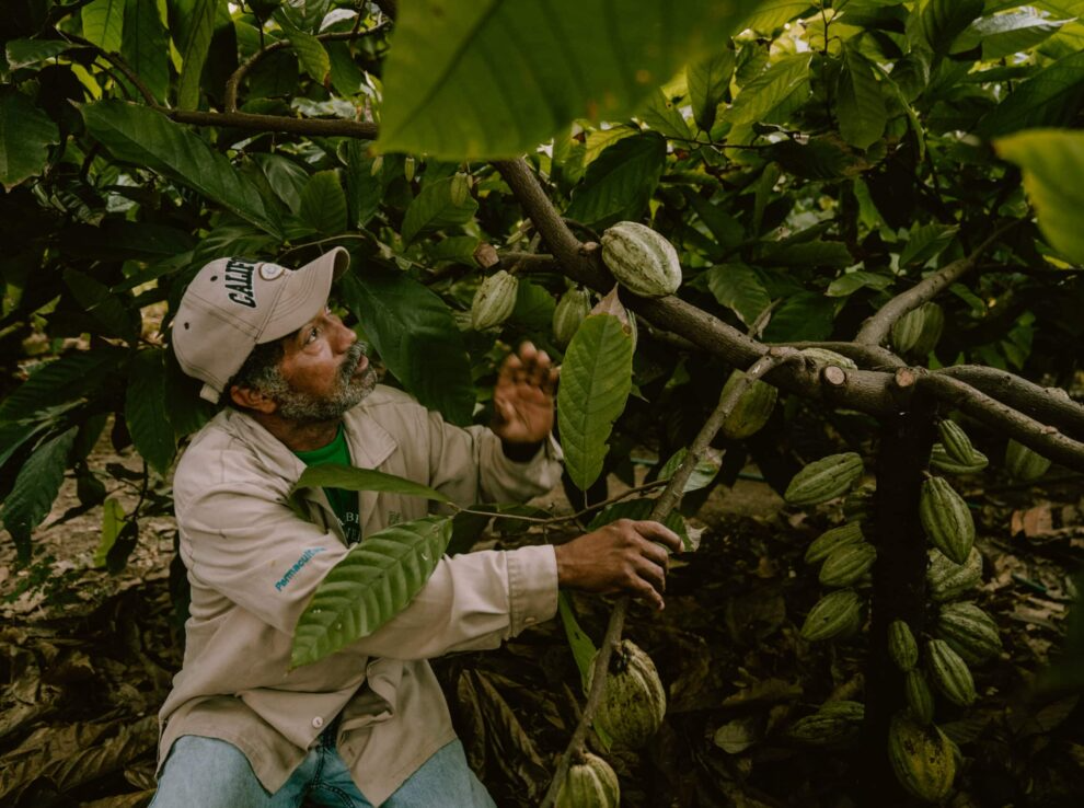 A woman in a yellow dress is standing in a field of plants.