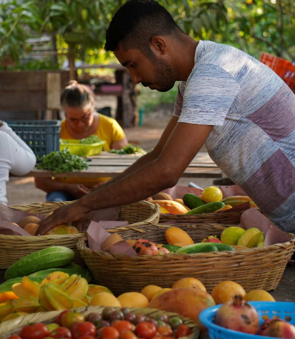 A dirt road surrounded by palm trees on a sunny day