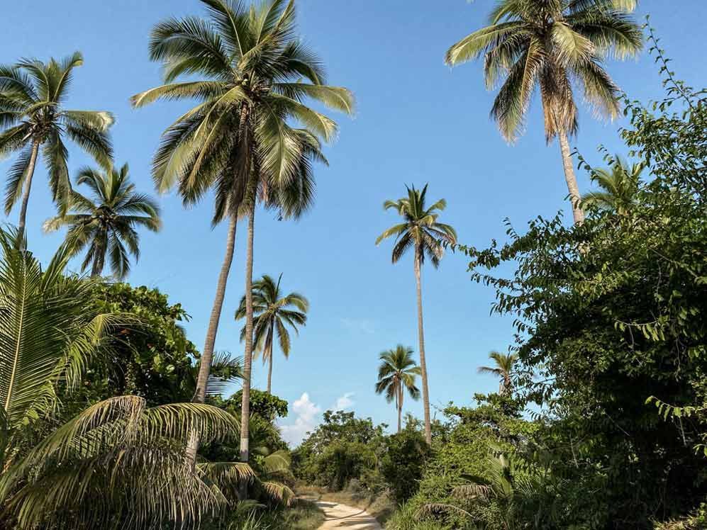 A dirt road surrounded by palm trees on a sunny day