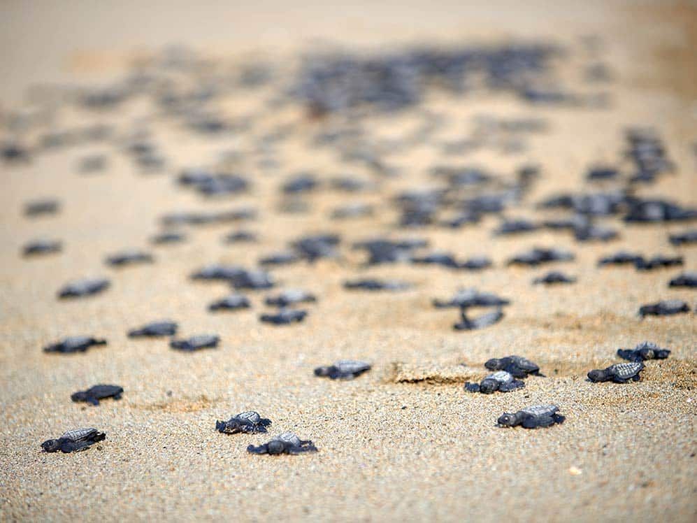A group of baby sea turtles are crawling on a sandy beach.