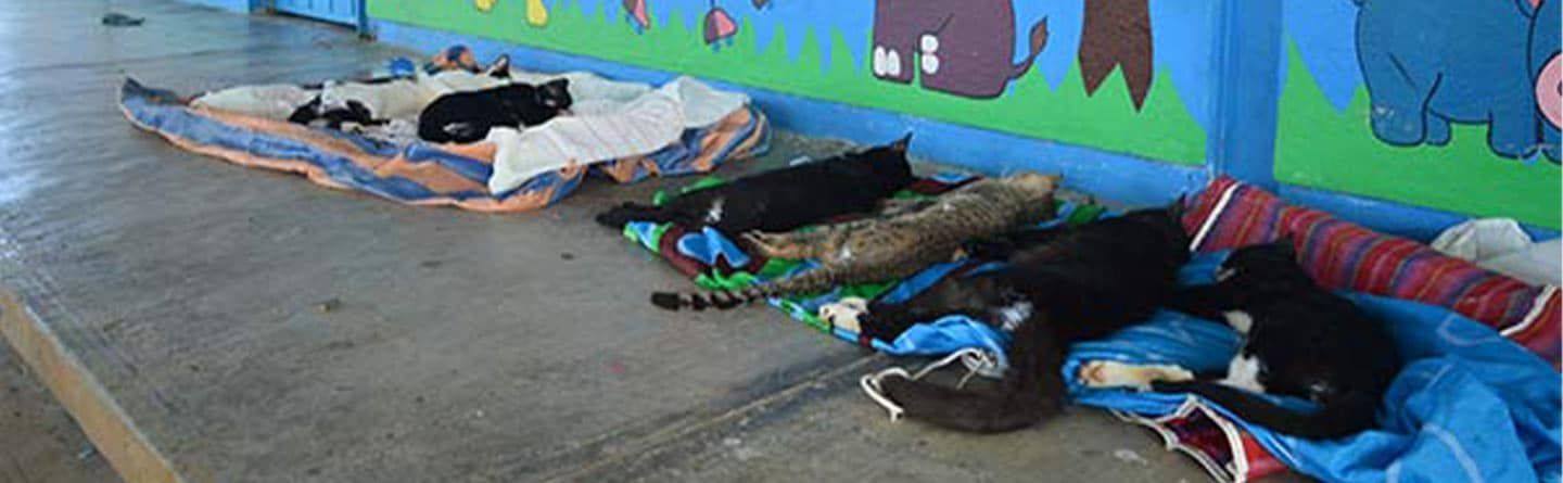 A group of cats are laying on blankets on the ground.