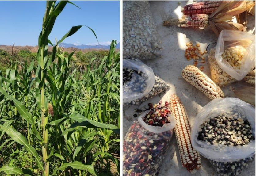 A corn field and a pile of corn on the cob