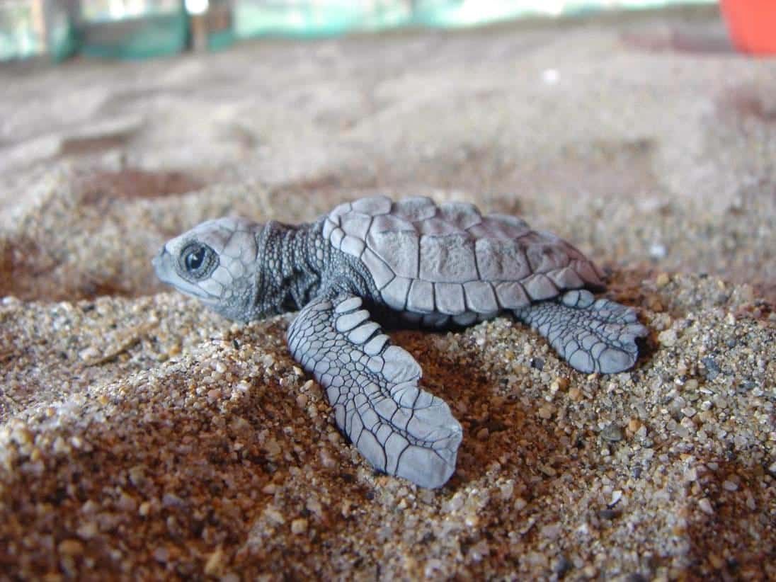 A baby sea turtle is sitting on top of a pile of sand.
