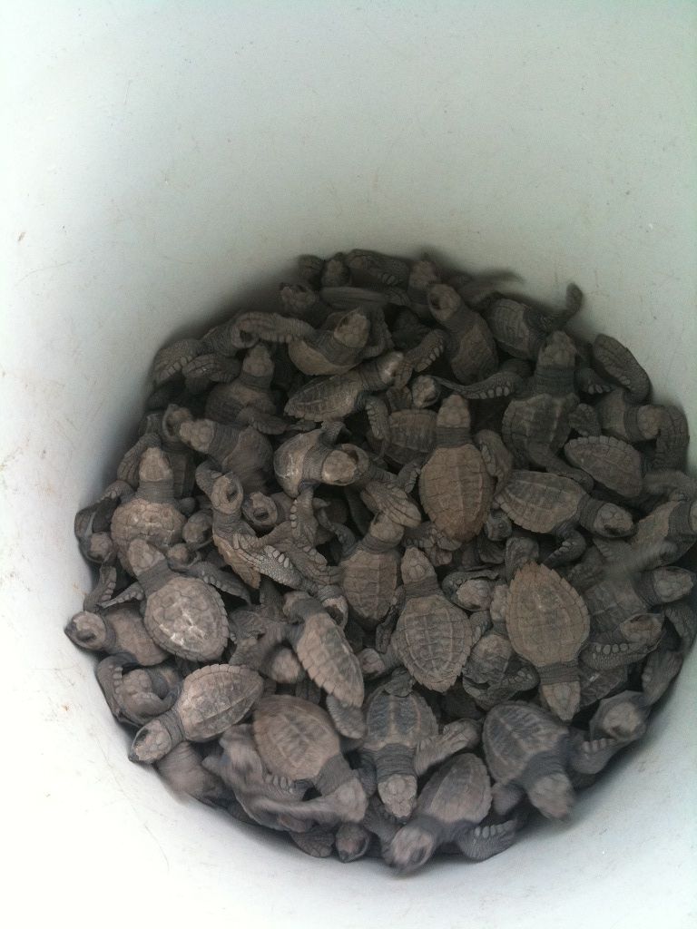 A pile of rocks is sitting in a white bowl.