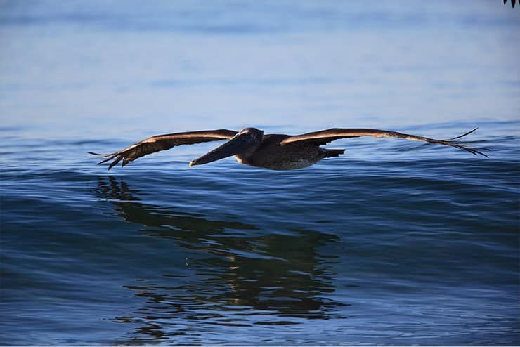A pelican is flying over a body of water.
