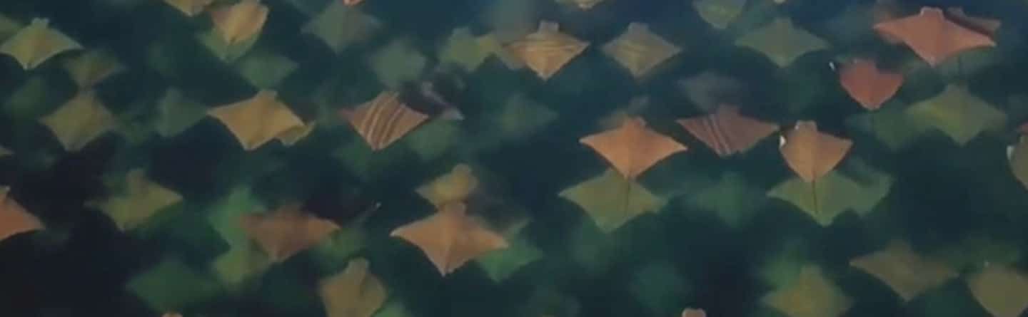 A group of stingrays are swimming in the water.