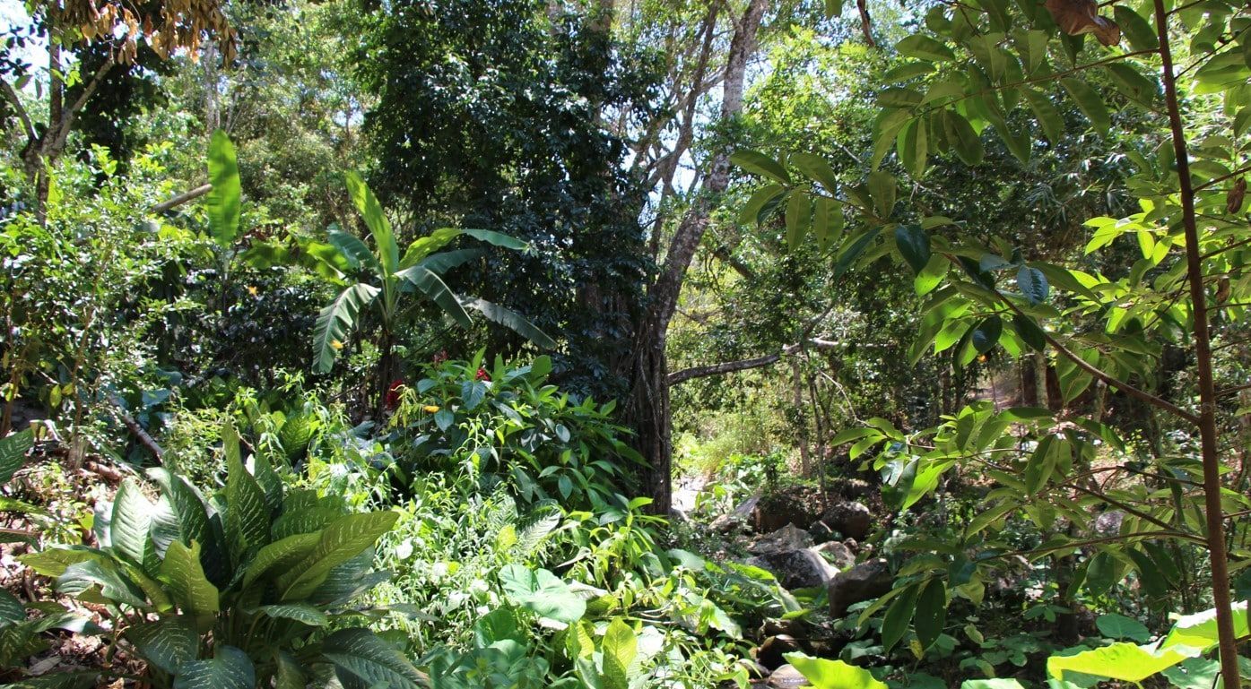 A lush green forest with lots of trees and plants