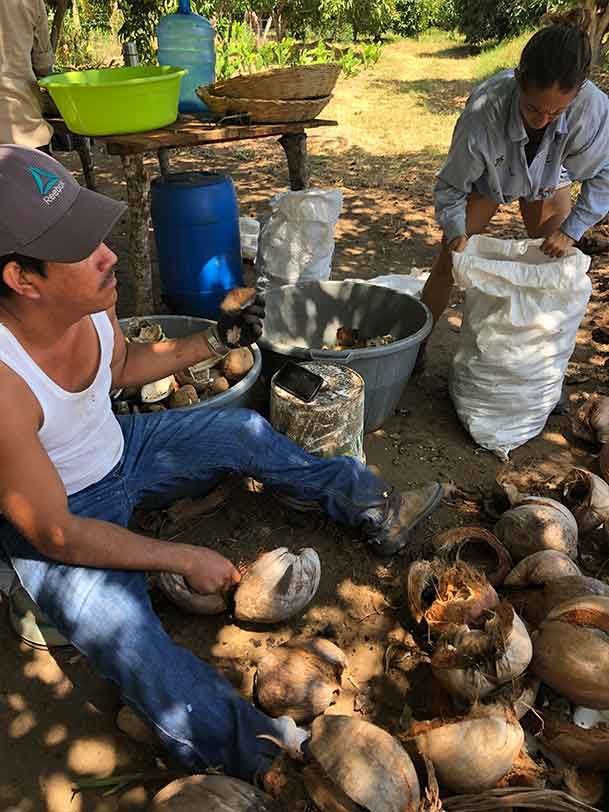 A man is sitting on the ground next to a pile of potatoes.