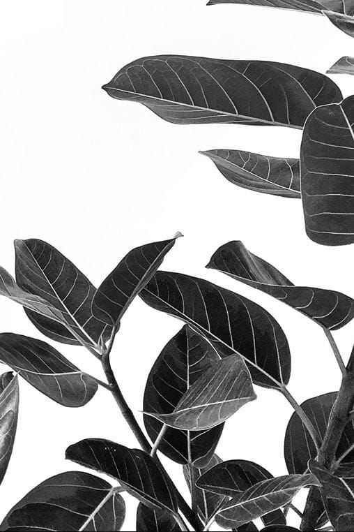 A black and white photo of a plant with lots of leaves
