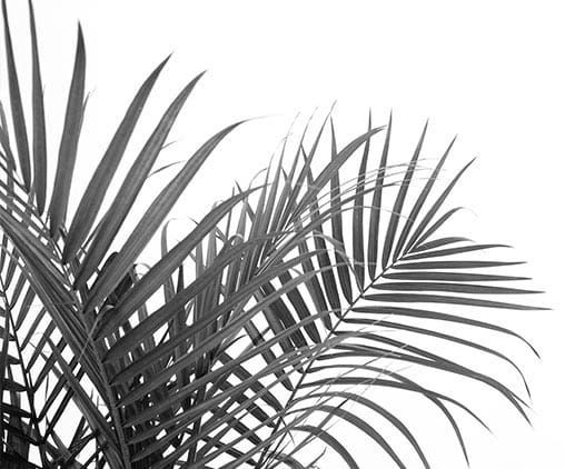 A black and white photo of palm leaves on a white background.