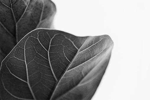 A black and white photo of a plant leaf on a white background.