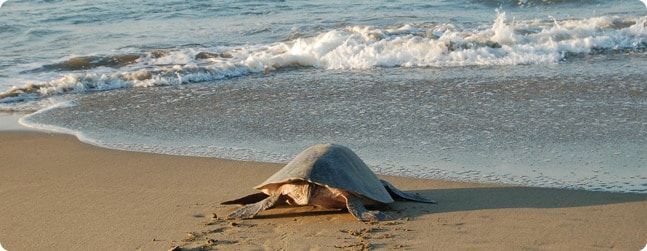 A sea turtle is crawling on the beach near the ocean.