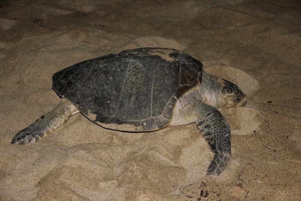 A sea turtle is laying in the sand on the beach.