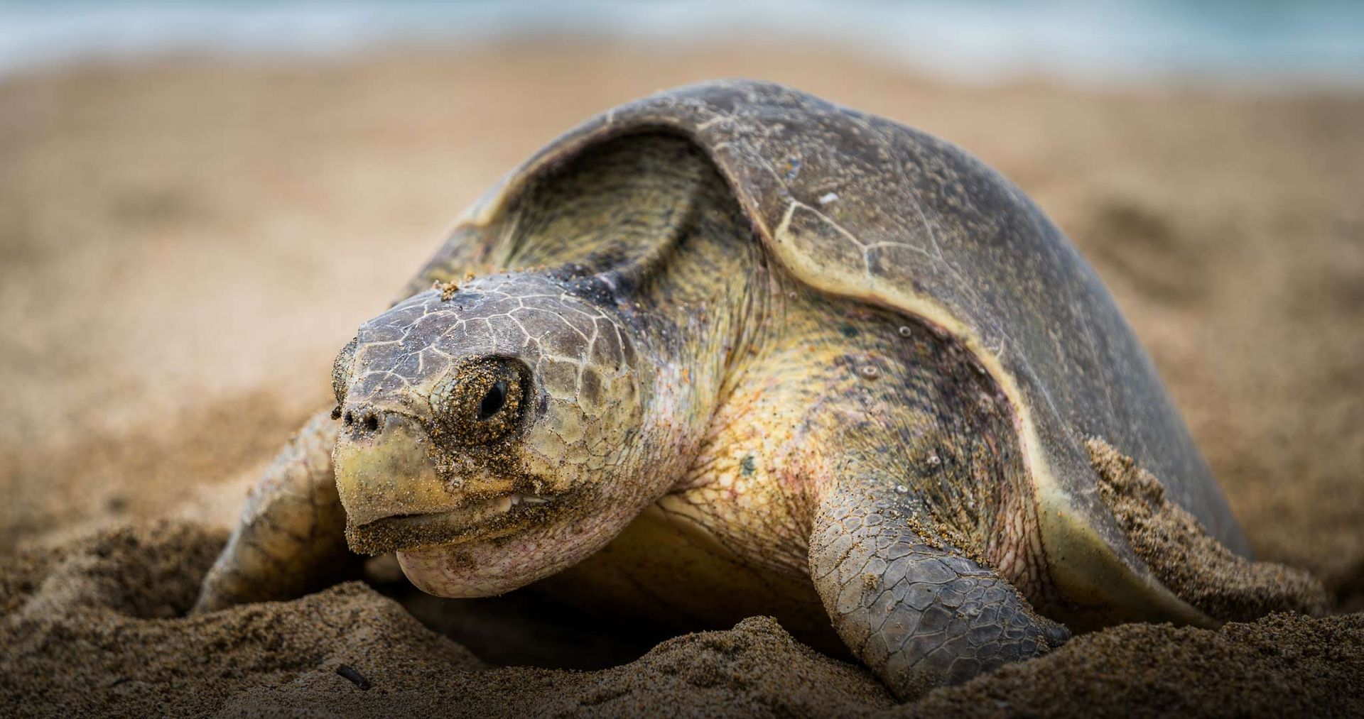 A sea turtle is laying eggs in the sand on the beach.