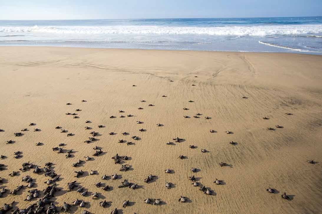 A group of sea turtles are crawling on a sandy beach near the ocean.