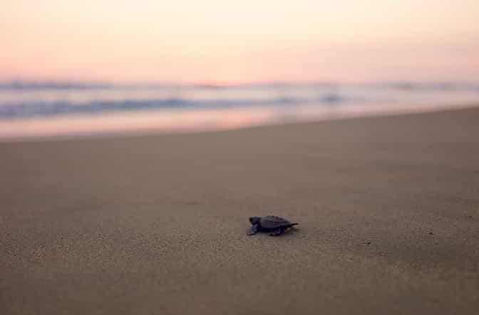 A small turtle is walking on a sandy beach near the ocean.