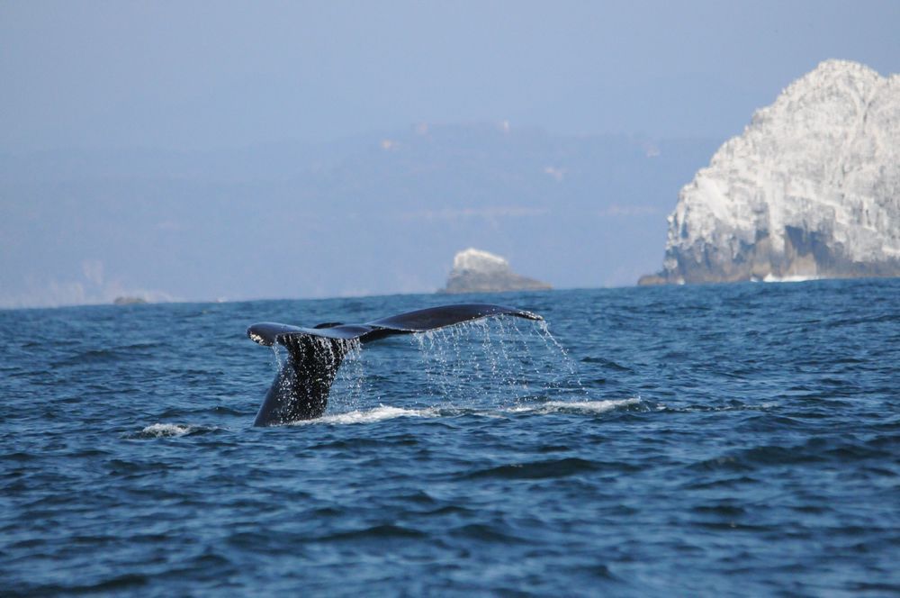 A humpback whale is swimming in the ocean near a small island.