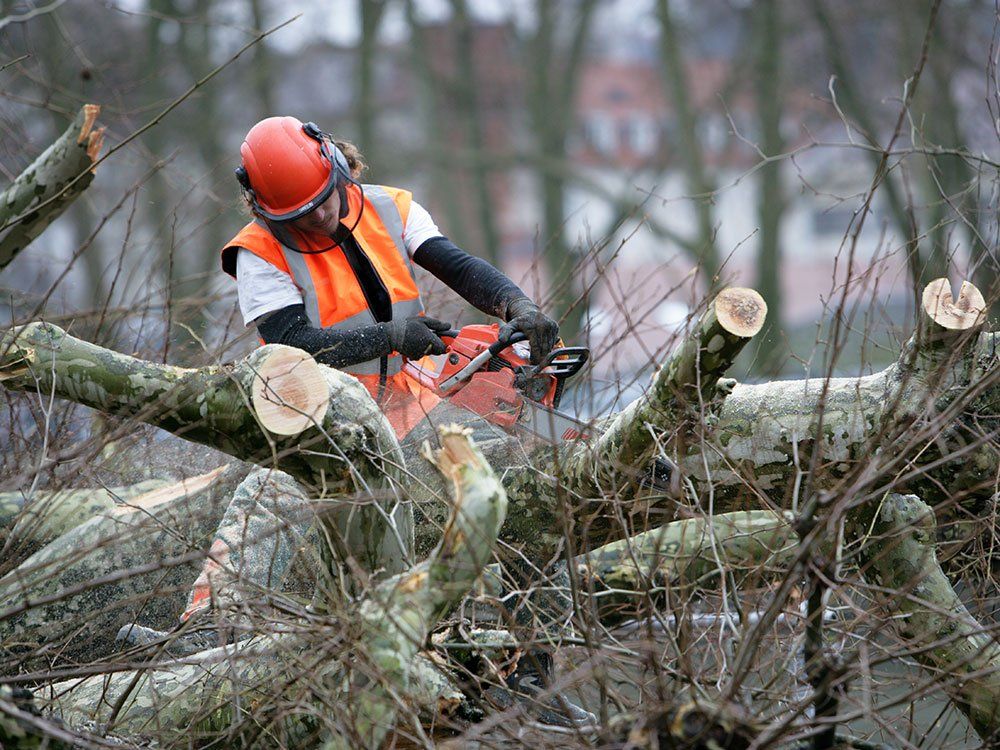 A man is cutting a tree with a chainsaw.