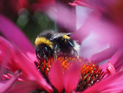 A bumblebee fertilising a flower used to represent fertility