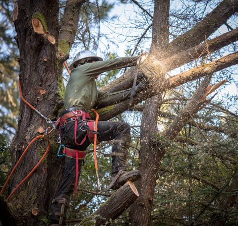Arborist cutting down a tree — Moline, IL — Rick's Tree Expert