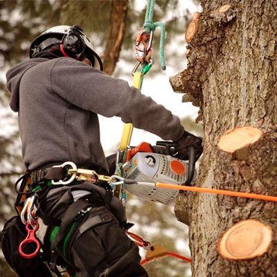 Man Trimming a Tree — Moline, IL  — Rick's Tree Expert